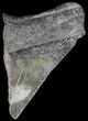 Partial, Fossil Megalodon Tooth #48382-1